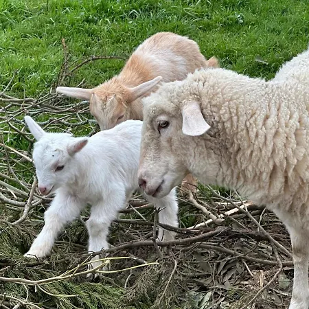 Quinta Ananas Pineapple Farm Villa Ponta Delgada