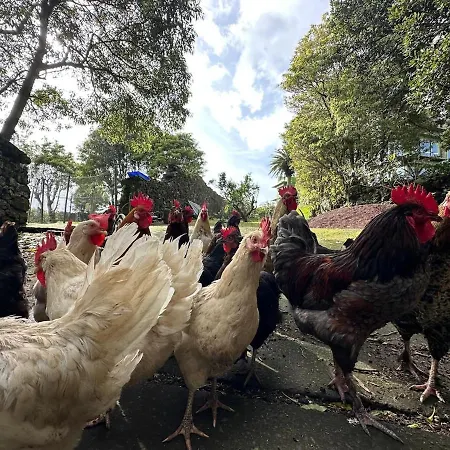 Quinta Ananas Pineapple Farm Villa *