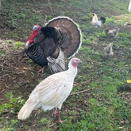 Quinta Ananas Pineapple Farm * Ponta Delgada