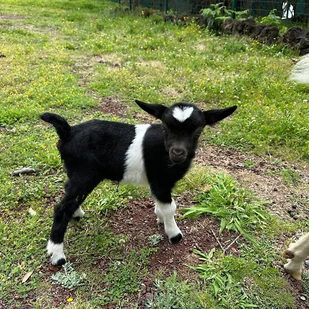Quinta Ananas Pineapple Farm * Ponta Delgada