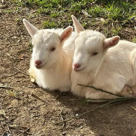 Quinta Ananas Pineapple Farm Villa *