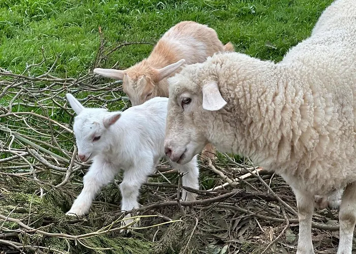 Quinta Ananas Pineapple Farm Villa Ponta Delgada