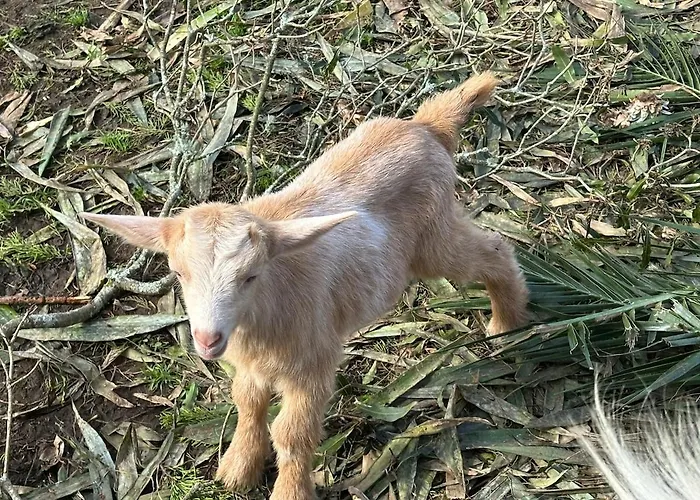 Quinta Ananas Pineapple Farm Villa *