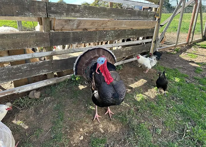 Quinta Ananas Pineapple Farm Ponta Delgada
