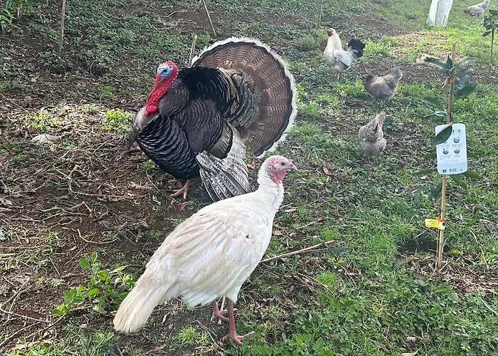 Quinta Ananas Pineapple Farm * Ponta Delgada