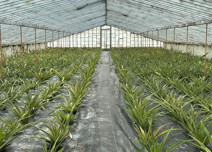 Quinta Ananas Pineapple Farm *