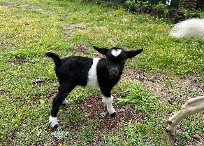Quinta Ananas Pineapple Farm * Ponta Delgada