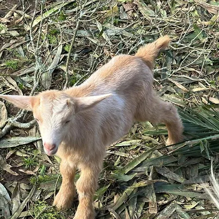 Quinta Ananas Pineapple Farm Вилла *