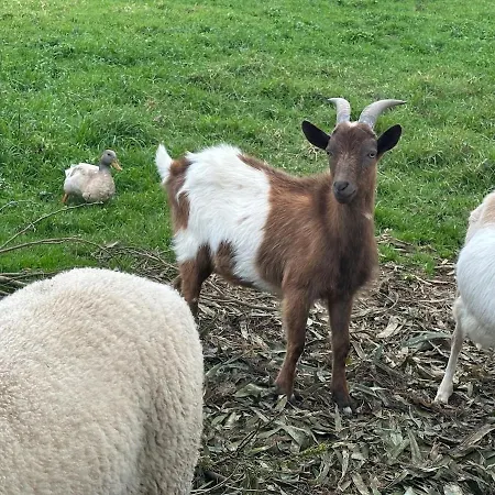 Quinta Ananas Pineapple Farm Вилла Понта-Делгада