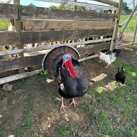 Quinta Ananas Pineapple Farm Понта-Делгада