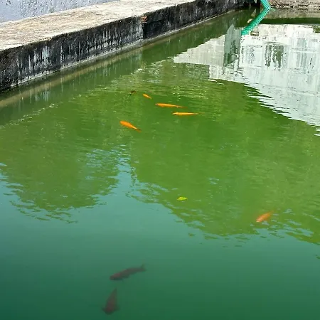 Quinta Ananas Pineapple Farm Понта-Делгада