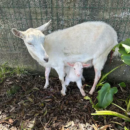 Quinta Ananas Pineapple Farm Понта-Делгада