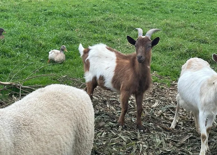 Quinta Ananas Pineapple Farm Villa Ponta Delgada