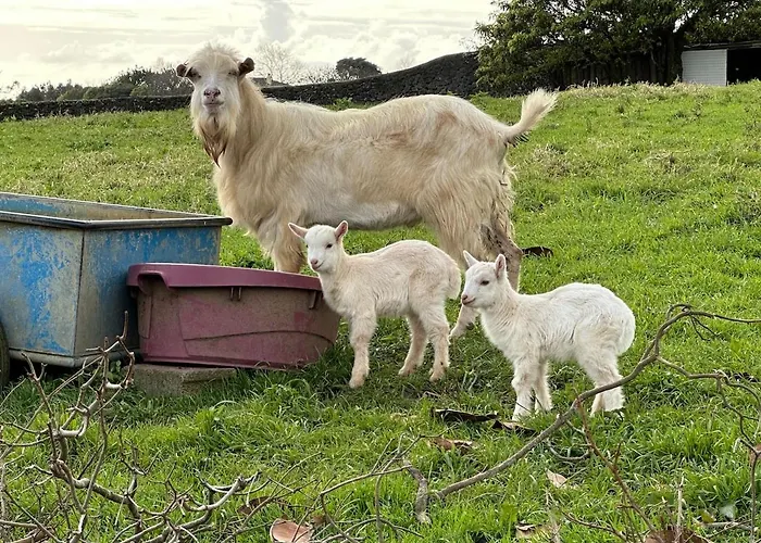 Quinta Ananas Pineapple Farm Ponta Delgada