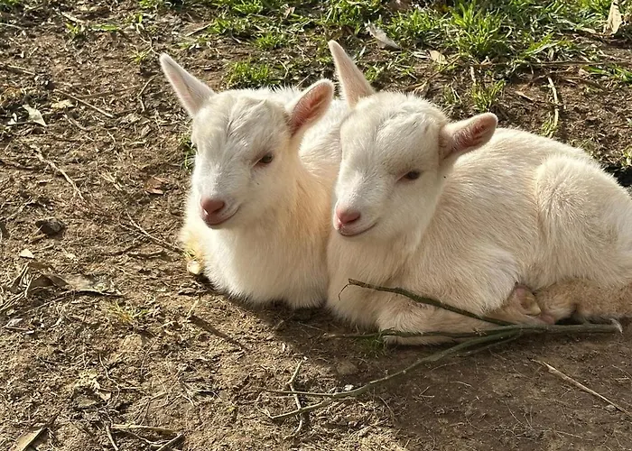 Quinta Ananas Pineapple Farm Villa *