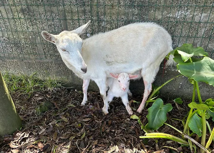 Quinta Ananas Pineapple Farm Ponta Delgada